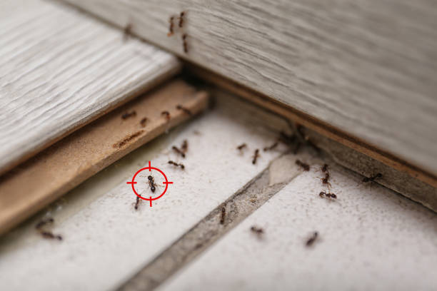Best Best Pest Control Companies  in Valmeyer, IL