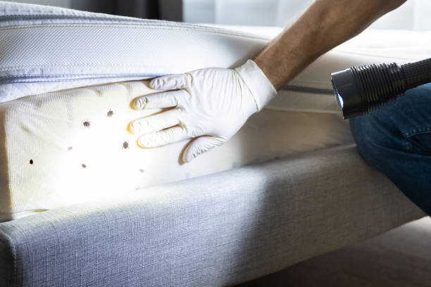 Best Local Pest Control Services  in Valmeyer, IL