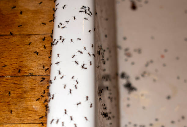 Best Pest Prevention Services  in Valmeyer, IL